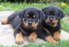 Süßer Rottweiler Welpen