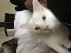Weiser Maine Coon