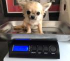 Süße Chihuahua Welpen suchen nach einer Liebe zu Hause