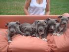 Amstaff Welpe Blueline