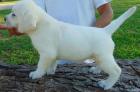 Zuckersüße Labradorwelpen