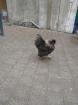 Friedfertiger Zwerghahn Seidenhuhn/Cochin Mischling sucht neues Daheim