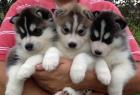 Siberian Husky Welpen
