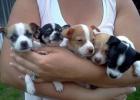 Bischon Gechipt Babys Chihuahua Typvolle Welpen Reinrassige