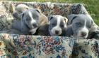 American Pit Bull Welpen in Blau Blau-tan mit Papiere
