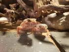 Geckos Leopardengeckos Eublepharis macularius Hypo Tangerine Tremper Albino