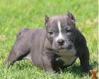 American Pit Bull Terrier Welpen mit ADBA Papieren