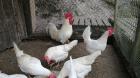 Bruteier Leghorn weiß