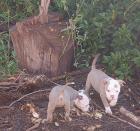 WELPEN OLD ENGLISH BULLDOG SEHR REIN