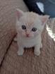 Bkh kitten