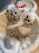 Britisch Langhaar/Scottish Fold Kitten suchen neues Zuhause