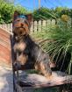 Reinrassige Yorkshire Terrier