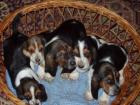 Basset reinrassige Welpen