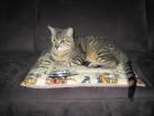Notfall Jamie Tigerkater wird gemoppt