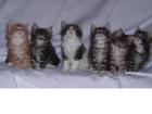 Maine Coon Kitten