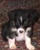 Border Collie Welpen
