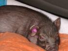 Tiffi sucht ein neues zu hause