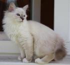 Traumhafter reinrassiger Birmakater sucht dringend liebevolle Besitzer