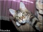 Maine Coon Zuckerpuppe abzugeben
