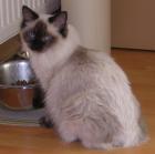 Ragdoll Katze 8 Monate