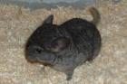 Chinchilla Babys