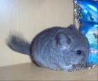 Chinchillas suchen liebevolles Zuhause.