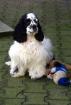 Kimberly s American Cockerspaniel u engl Cockerspaniel VDh Zucht