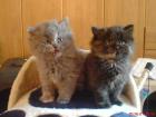 Perserbabys