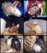 Ratten-Notfälle zu vermitteln