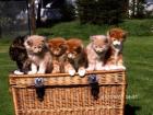 Maine Coon