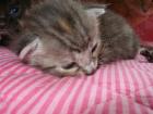 Rasse-Mix-Katzenbabys