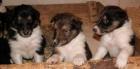 Absolut süße knuffige Collie Welpen je 450Euro