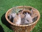Knuffige Löwenbabys abzugeben