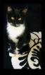 Maincoon-Kartäuser-Perser Mix