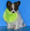 Bearded-Collie-Welpen suchen ein Zuhause