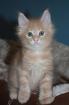 Außergewöhnlich schöne Maine Coon Babys für außergewöhnlich gute Dosenöffner