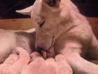 POLNISCHER LAUFHUND - WELPEN