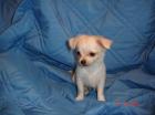 Süsse mini chihuahua Rüden