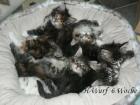 Maine Coon Babys jetzt aussuchen zum Jahresende dürfen sie umziehen