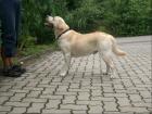 BLONDER LABRADOR DECKRÜDE