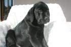 Labradorzucht hat Welpen