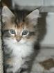 Sehr hüpsches dreifarbiges Maine Coon Baby noch frei