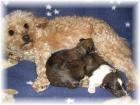 Zauberhafte Bolonka Rü. suchen ab anfang Januar Hundeeltern