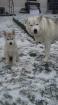 Reinrassige Sibirien Husky