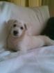 Weißer Mixwelpe gestern 22. 2. 2022 entlaufen