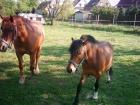 Fuchs-Stute Stckm. 1 48 m und Pony- Wallach 1 10 m