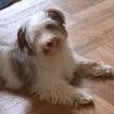 EDDI - Yorkshire Terrier-Shi Tzu-Mix - 6 Monate - Tierhilfe-Franken e. V.