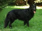Schwarze Altdeutsche Schäferhundwelpen