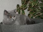 Unsere Lilly 5 Monate Kartäuser sucht noch neues Zuhause Sehr verschmust und su
