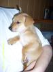 Chihuahua-Mix Welpe